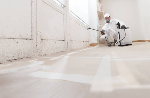 Black mold remediation team in Gaylord